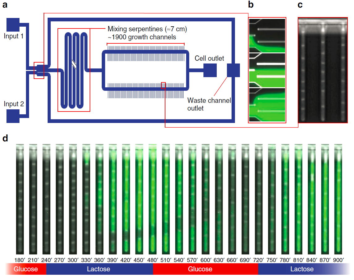Single bacteria cell microfluidic analyser – HJC Consulting